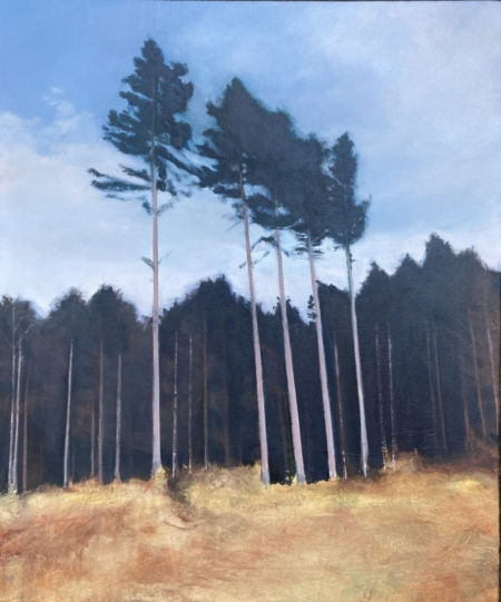 Clearing – woodland landscape giclée print featuring tall pine trees, blue sky and golden grasses