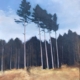 Clearing – woodland landscape giclée print featuring tall pine trees, blue sky and golden grasses