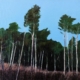 Reaching Stillness woodland painting featuring tall, slender trees with dark green foliage against a luminous blue sky, above a richly textured forest floor in purple and earthy tones.